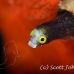 blenny_secretary_pi_jar_h_0033_cub1921.jpg